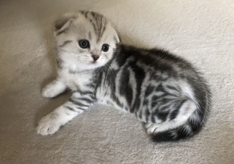 Котята в Роскошном Окрасе