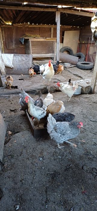 Продам курочек молоденьких , домашних