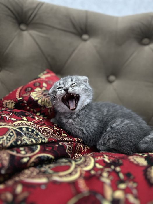Scottish fold 2oylik urg'ochi mushukcha