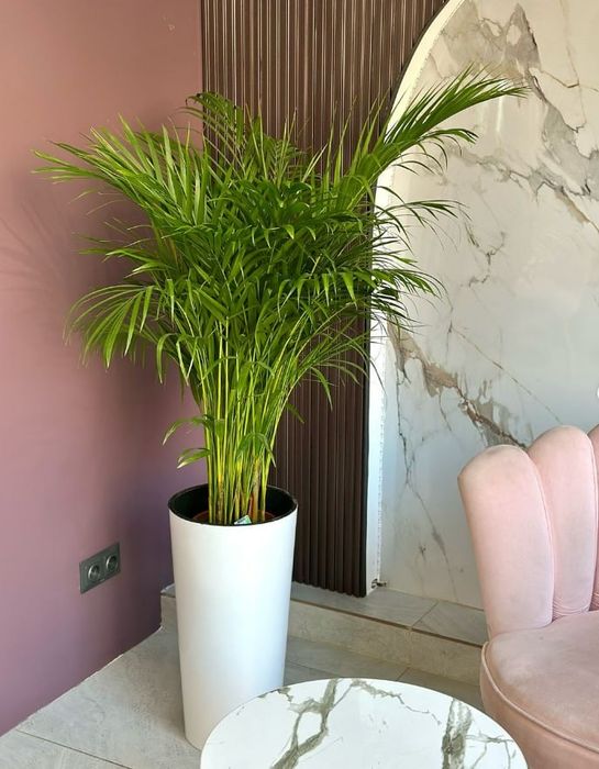 Офис гуллари сотилади