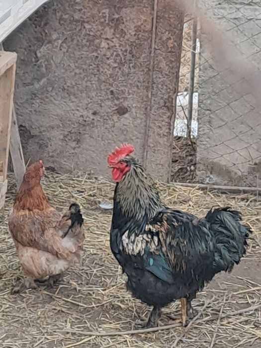 Джерсийский гигант петухи