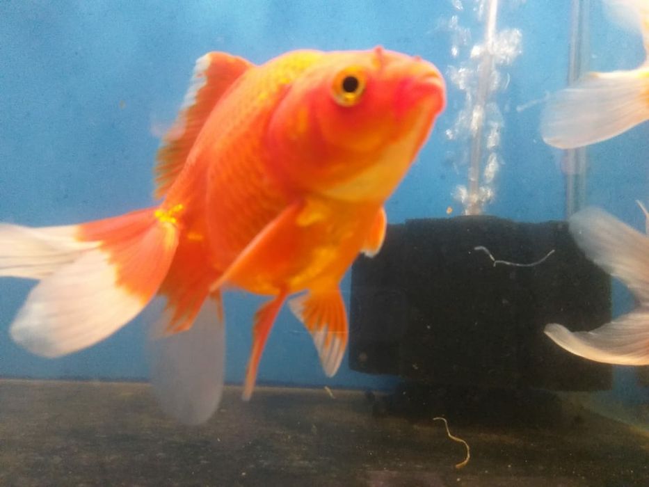 Золотые акквариумные рыбки