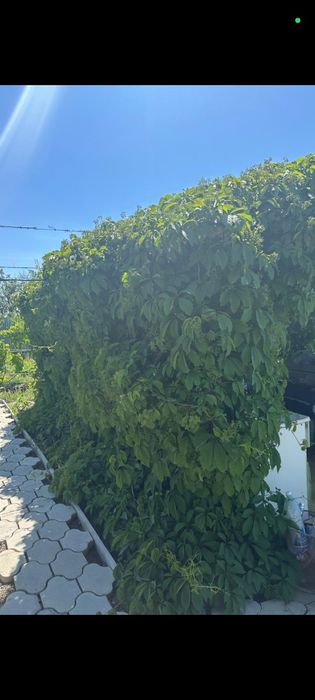 Продается дача (11 соток)