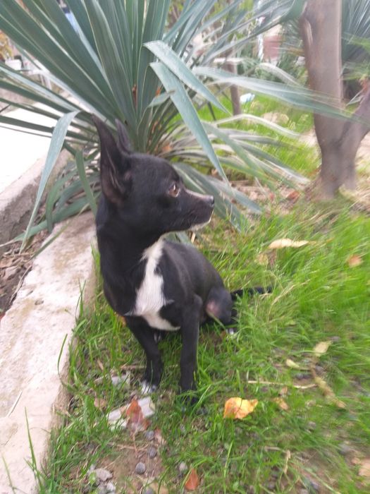 Продам чихуахуа свет чёрны