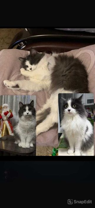 Пропала кошка по кличке Мурка