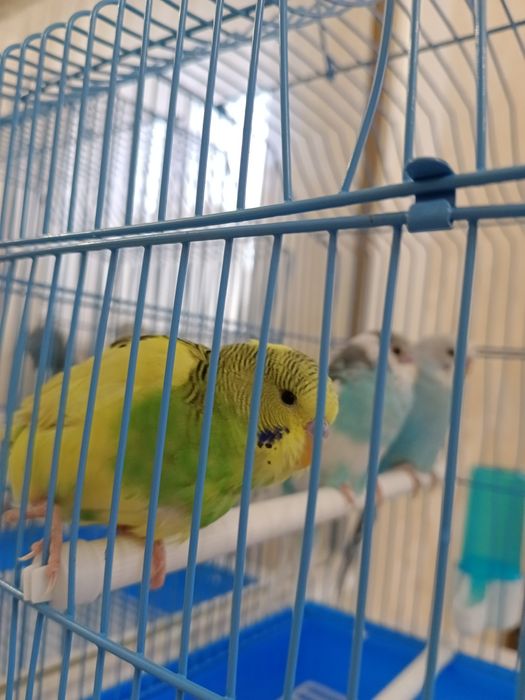 Попугай продается