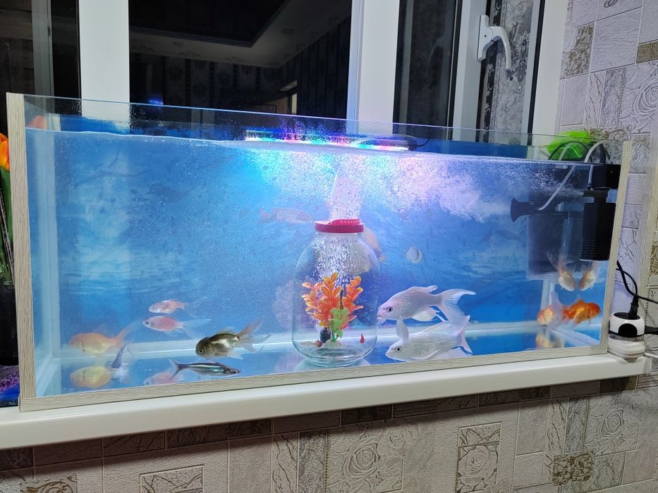 Akvarium аквариум