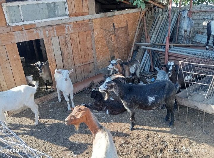 Vand capre tinere de rasa