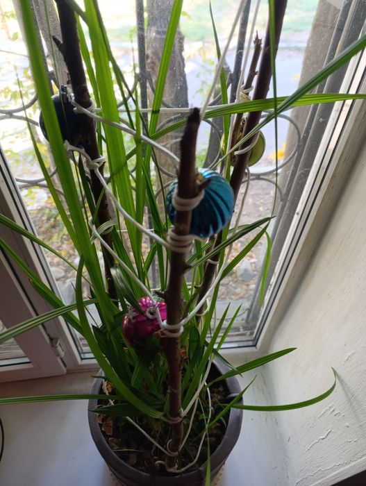 Финиковая пальма большая