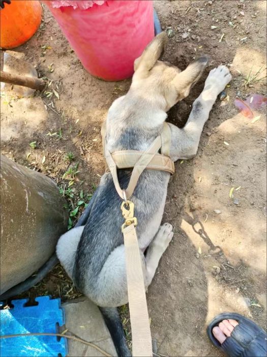 Шлейка для собак