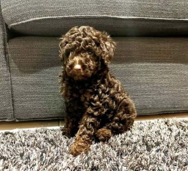 Мини пудел той  пудел