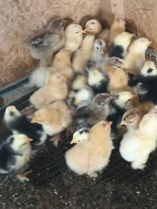 Brahma si cochinchina pui disponibili