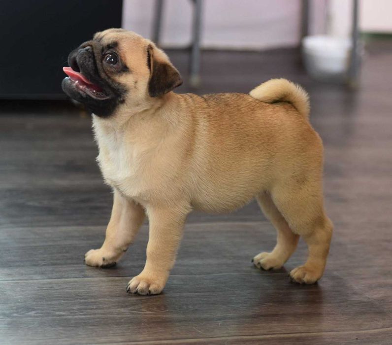 Щенки мопса в Омске