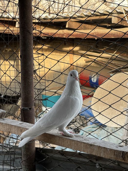 Бакинец сапоногий самец голубь