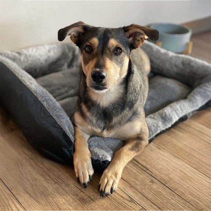 Легло за кучета/котки PURLOV 60×45 см