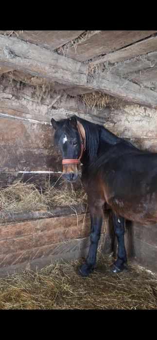 De vânzare  cal  cuminte