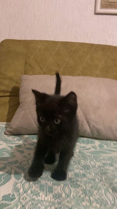 Отдам котёнка в добрые руки