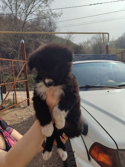 Собачки девочки даром