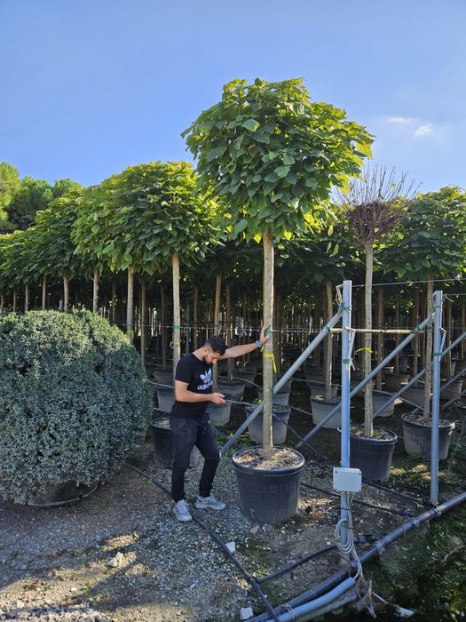 Catalpa (bungei nana calitate extra toate dimensiunile)