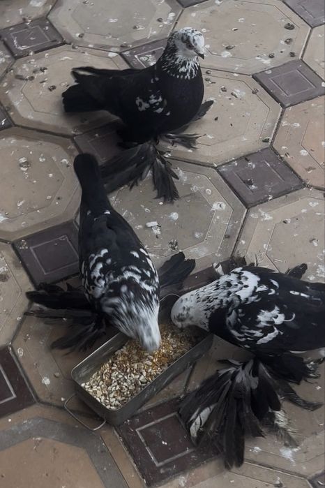 Продам голубей.