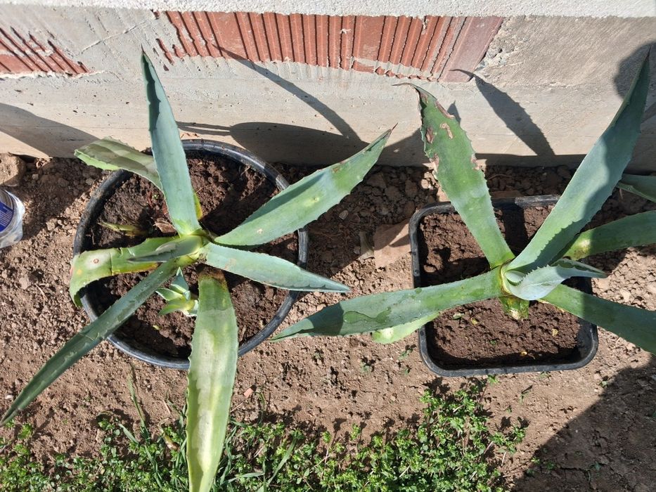 Американско Агаве 10 евро