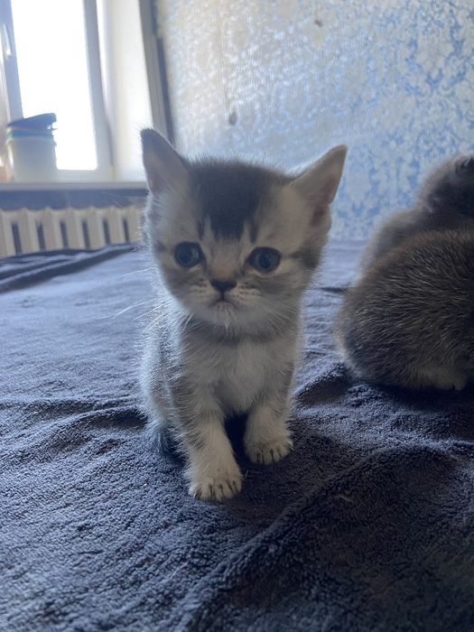 Котята шотландской породы