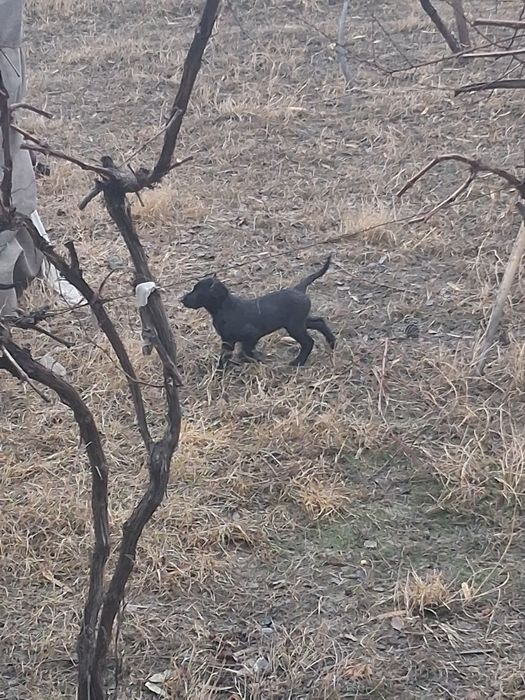 Lablador Ovchi it tekinga bolasi bilan