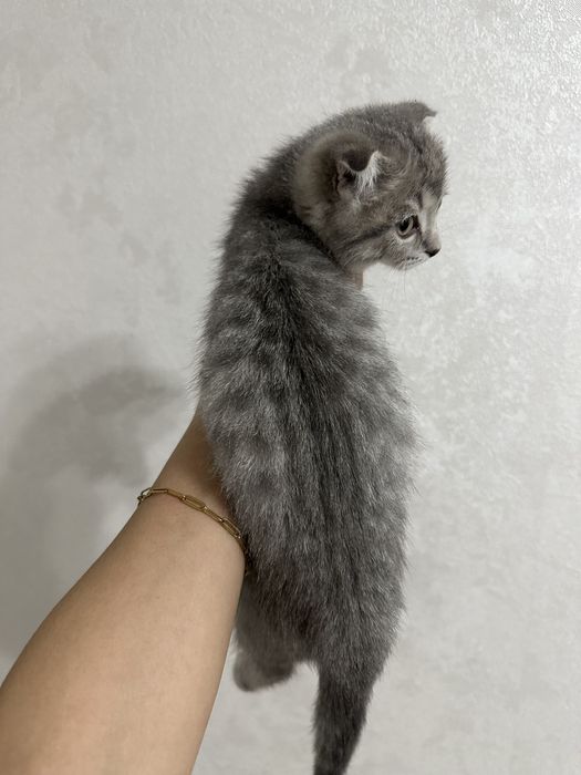 Котенок вислоухий