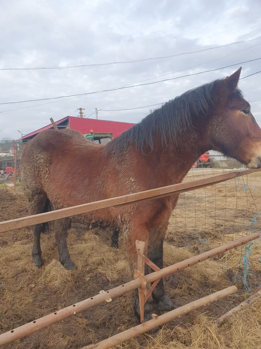 Vând cal greu  armasarul este foarte cuminte