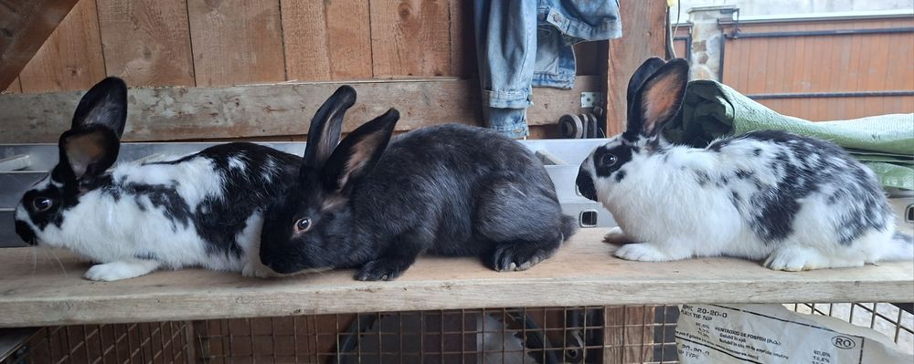 Iepuri de vanzare