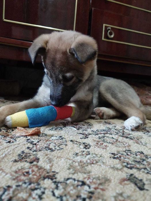 Нежнй девочке нужен дом