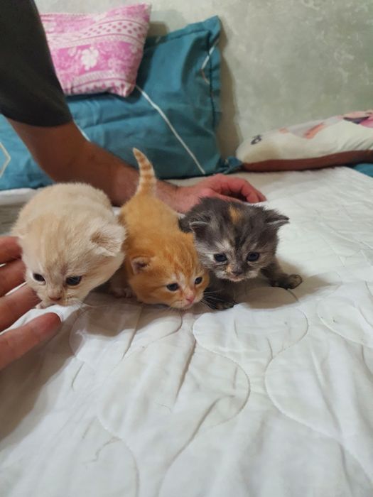 Котята на продажу