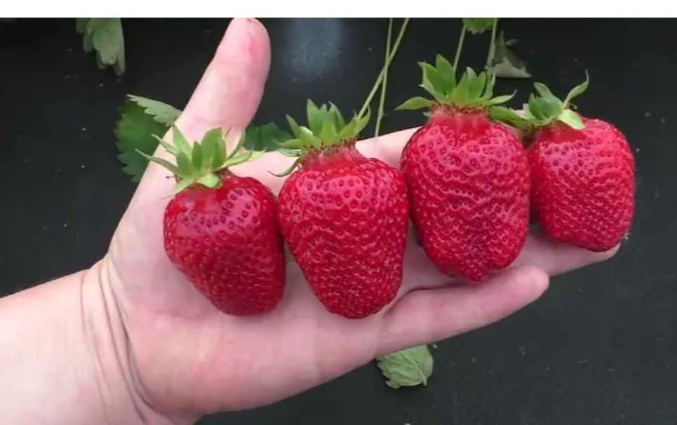 Продам рассады клубники КЛЕРИ.