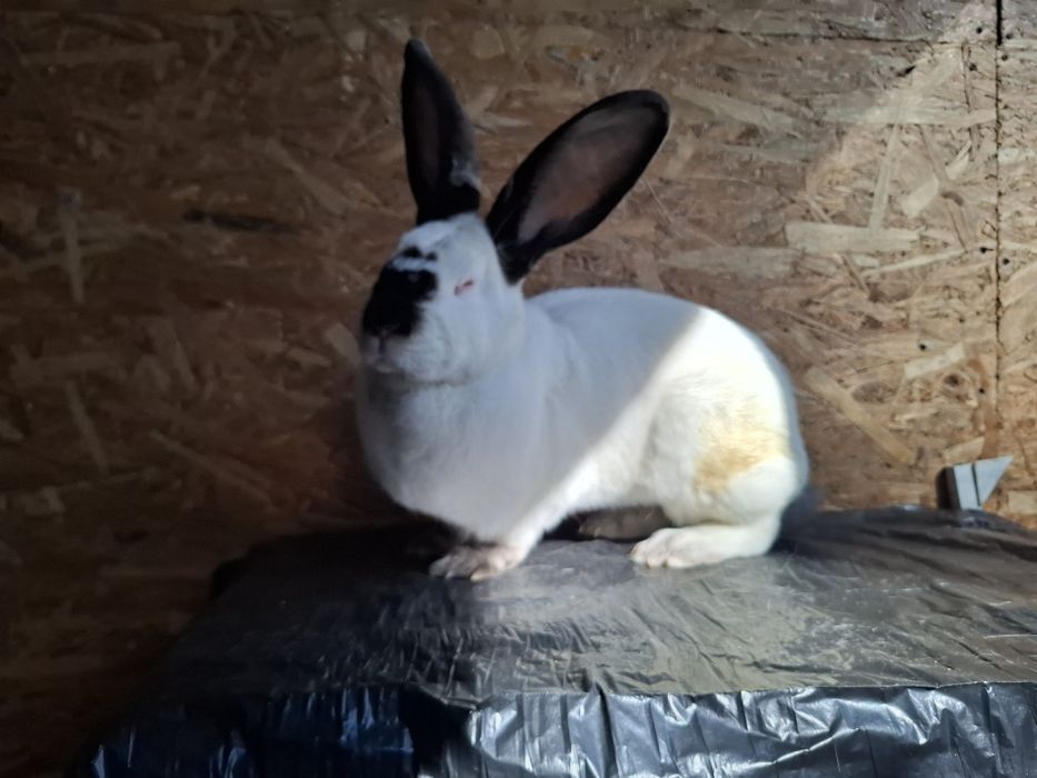 Femela Uriaș de Transilvania vârstă 2 ani