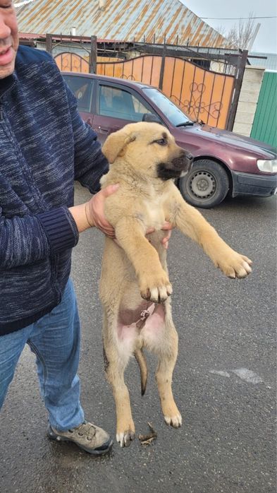 Отдам в добрые руки щенят