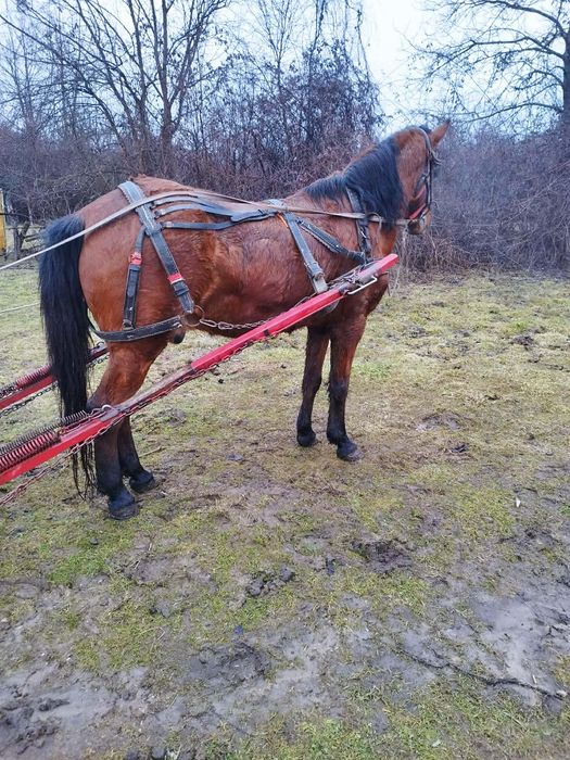 Vând cal castrat foarte cuminte în vârstă de 9 ani. Accept probă la ma