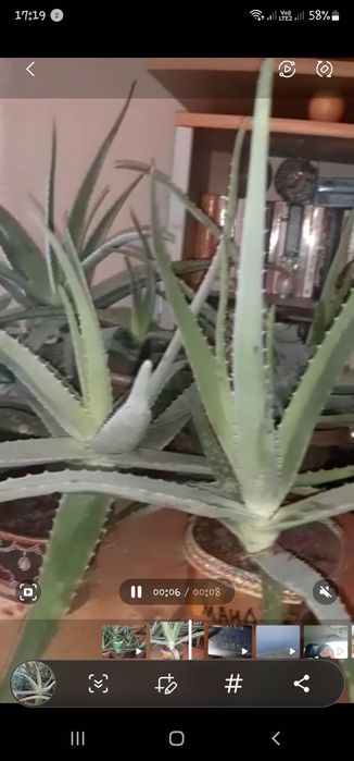 Продам алое вера лечебная.