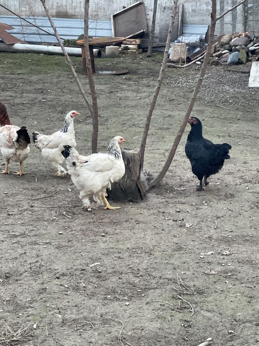 Tovuq Xorozla Sotiladi parodali