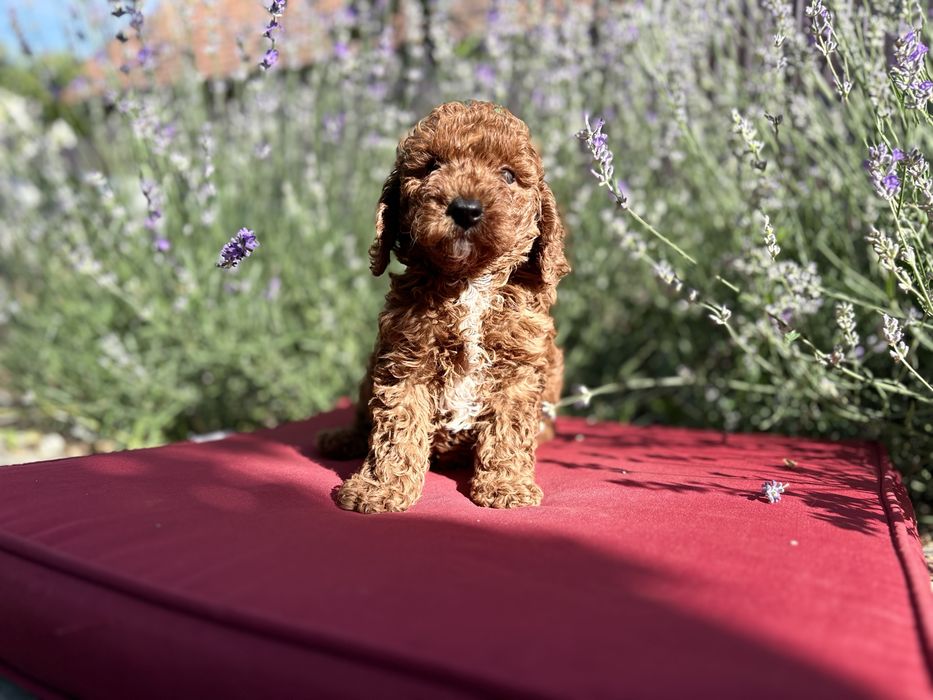 Femela pudel /poodle/caniche