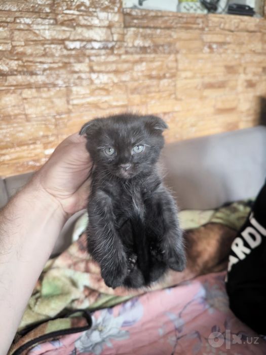 Вислоухий котенок скотиш фолд
