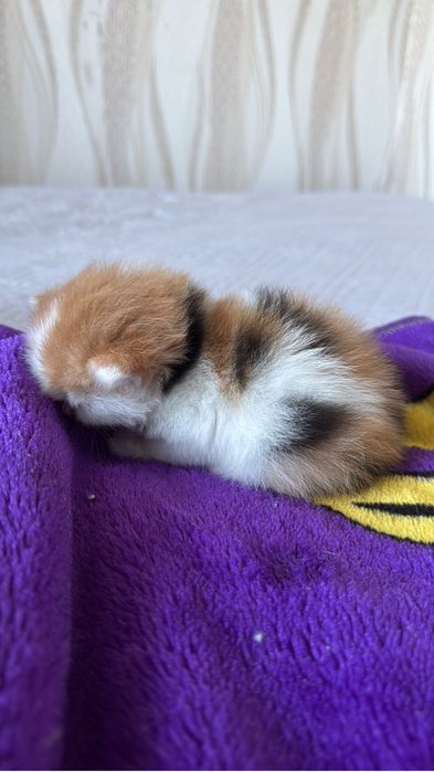 Отдам котенка девочку