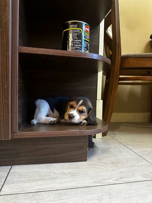 В продаже щенки Бигля