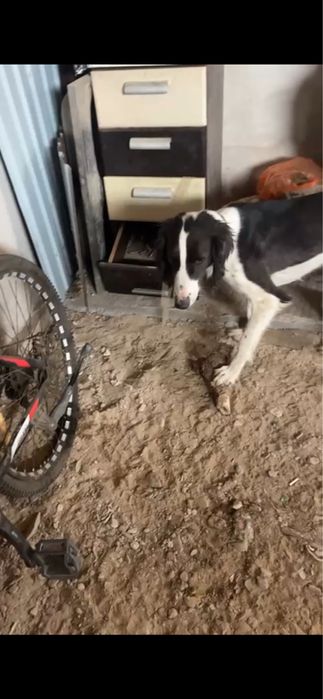 Қазақы тазы сатылады