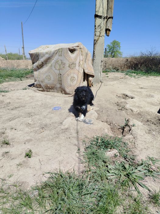 Кандек сатылады охотанын