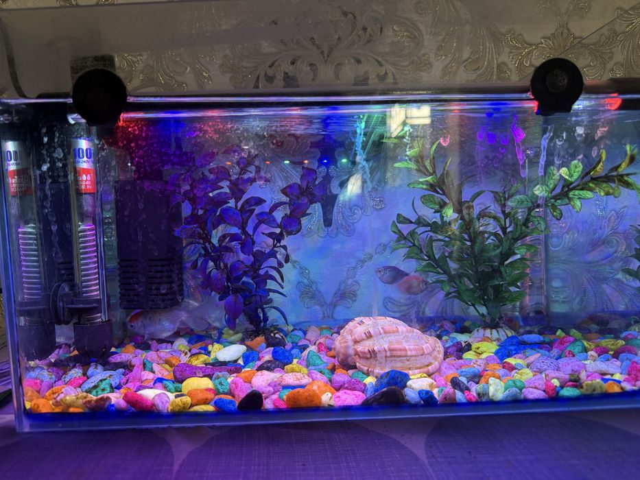 Домашние животние