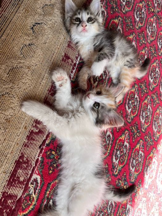 Отдам котят бесплатно в хорошие руки