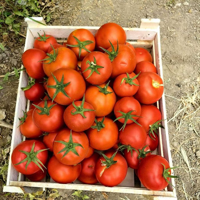 Помидоры вкусные и красивые