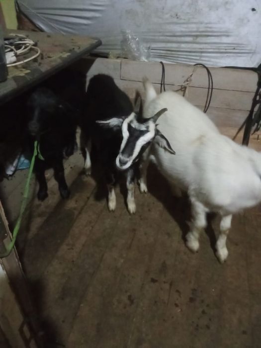 Продаются козы дойни