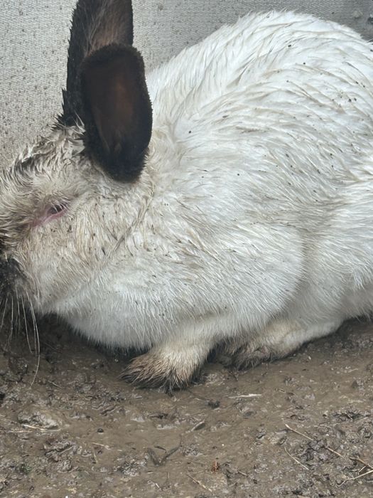 Заяц узынагаш Алматы