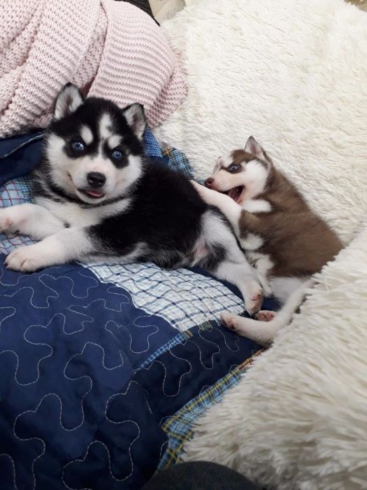 Хасята с фотоссесиии